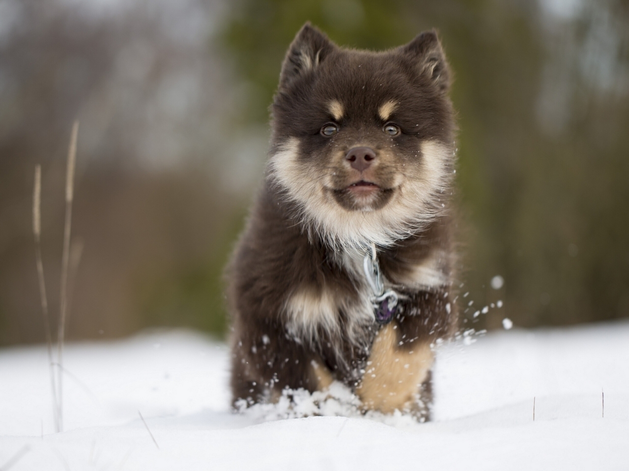 Finnish Lapphund Puppy for 1280 x 960 resolution
