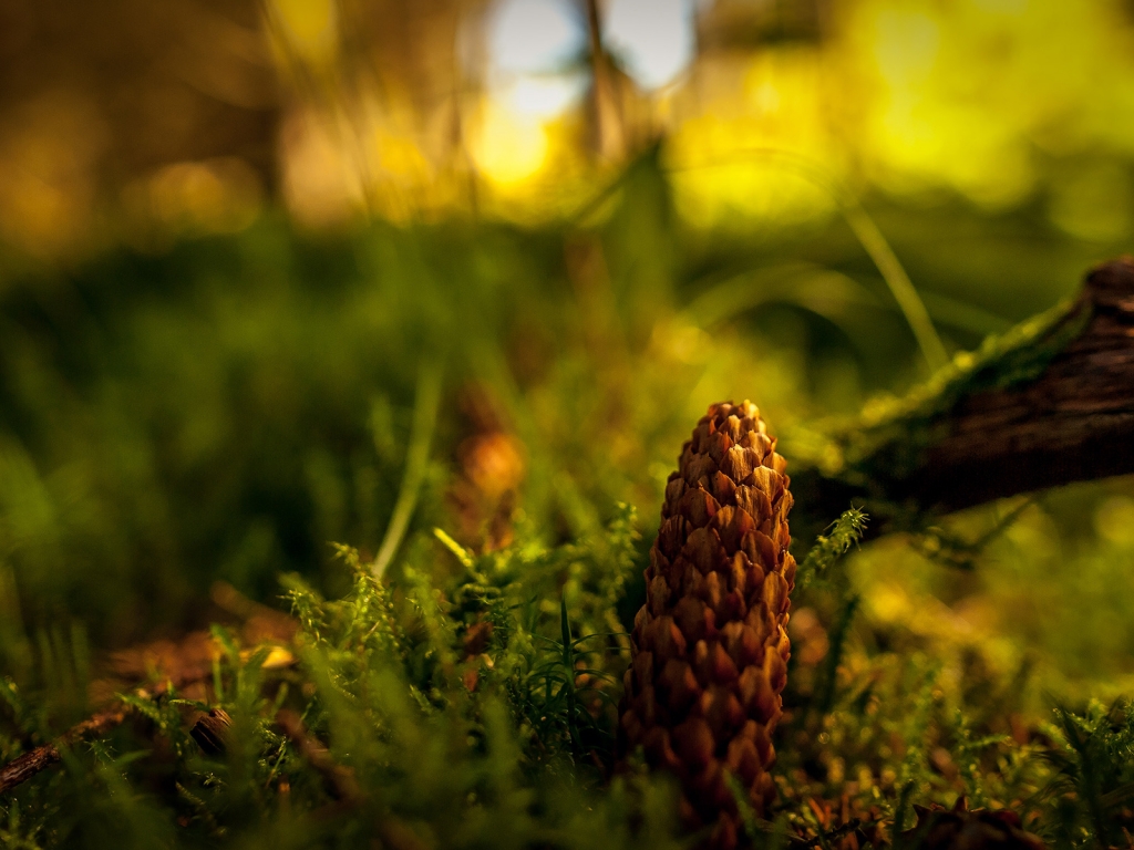 Fir Cone for 1024 x 768 resolution