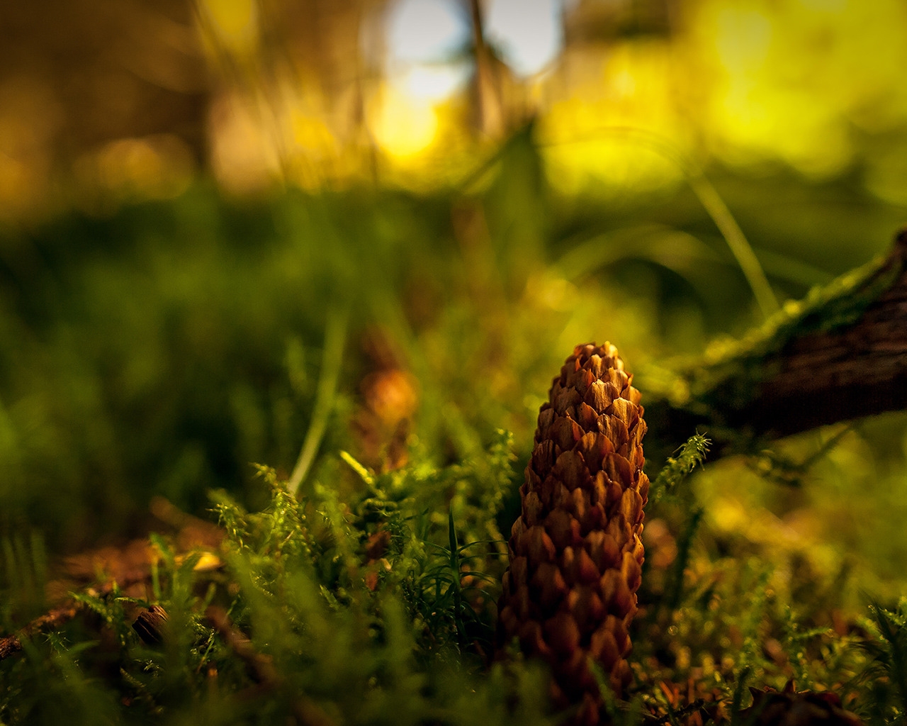 Fir Cone for 1280 x 1024 resolution