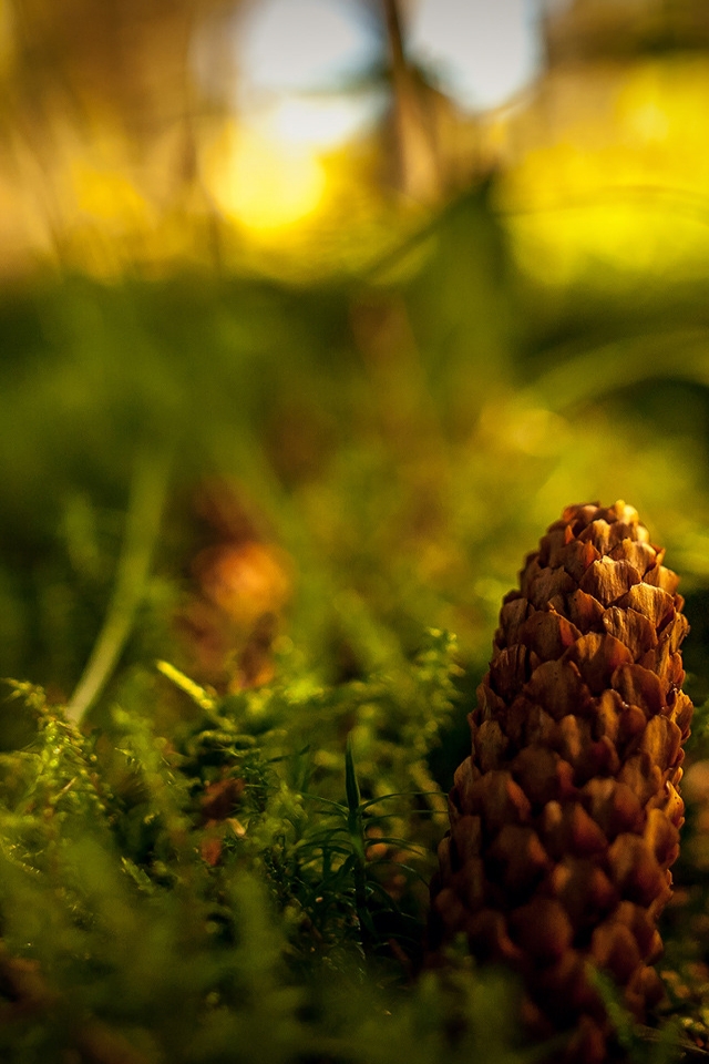 Fir Cone for 640 x 960 iPhone 4 resolution