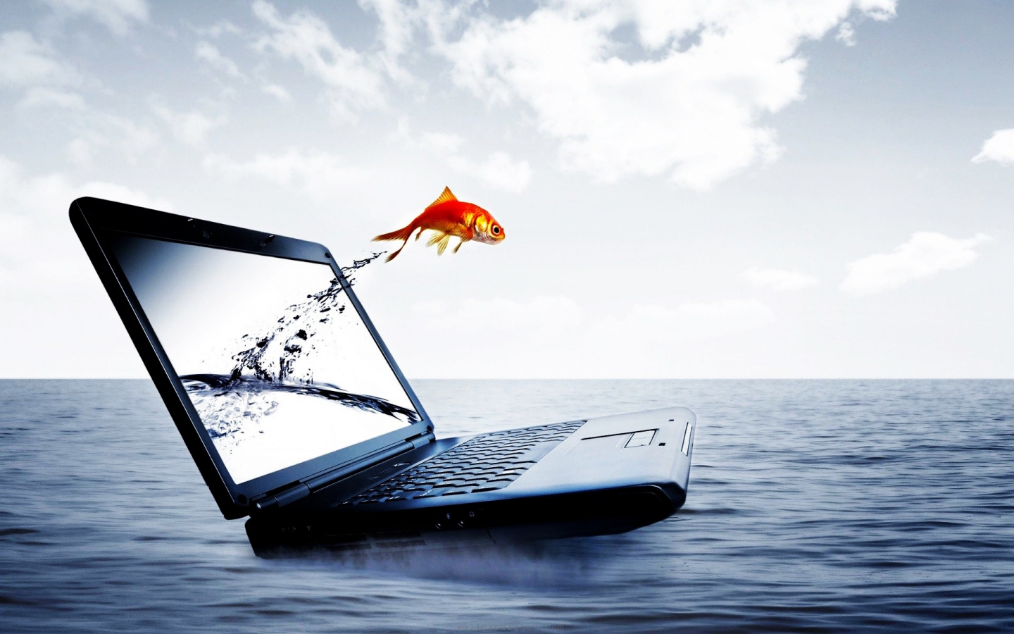 Fish Jump From Notebook for 1440 x 900 widescreen resolution