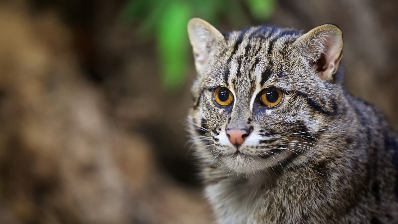 Fisher Cat for 1680 x 945 HDTV resolution