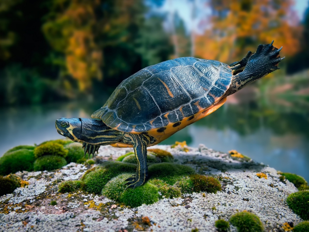 Fit Turtle for 1024 x 768 resolution
