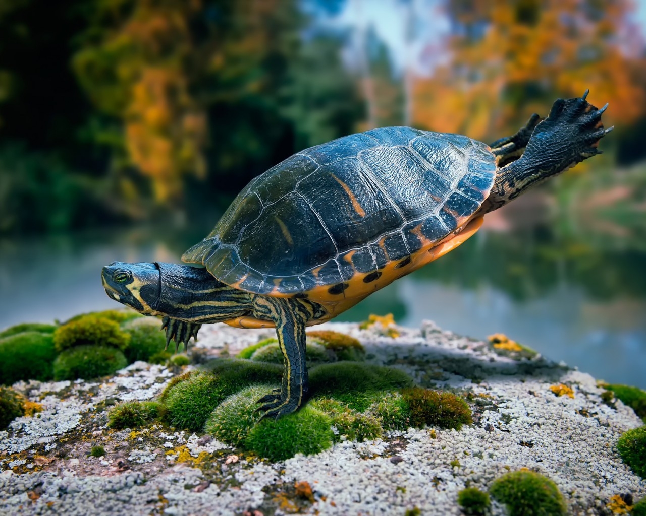 Fit Turtle for 1280 x 1024 resolution