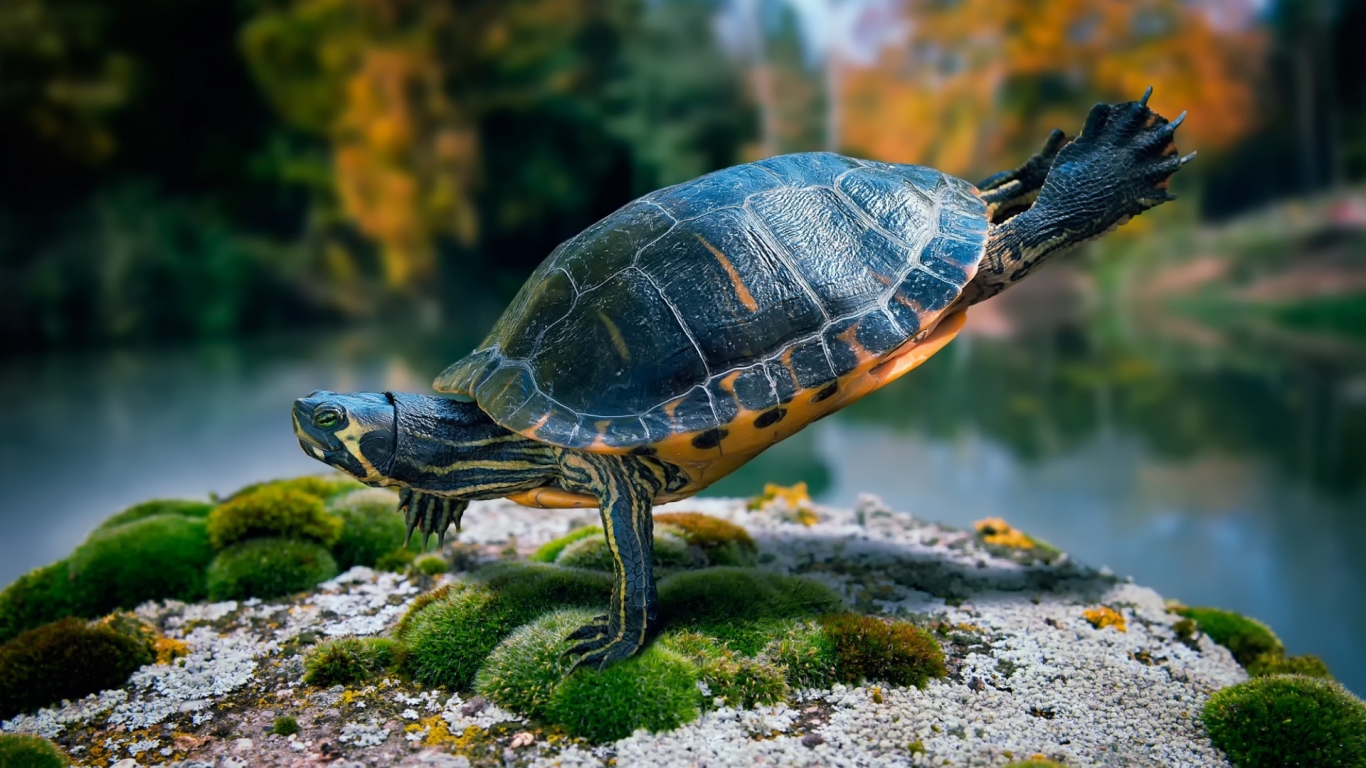 Fit Turtle for 1366 x 768 HDTV resolution