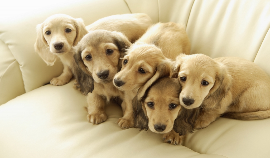 Five Cute Puppies for 1024 x 600 widescreen resolution