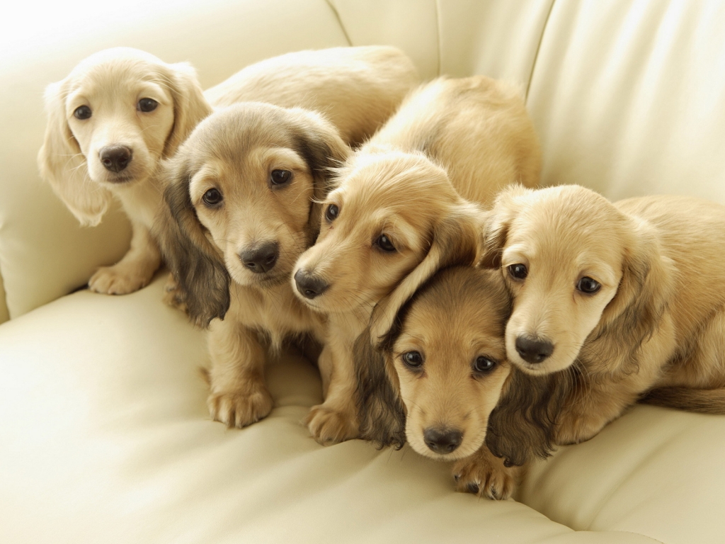Five Cute Puppies for 1024 x 768 resolution