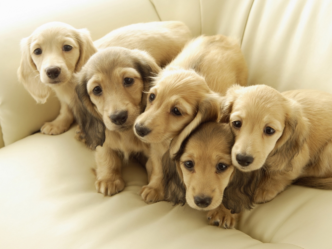 Five Cute Puppies for 1152 x 864 resolution