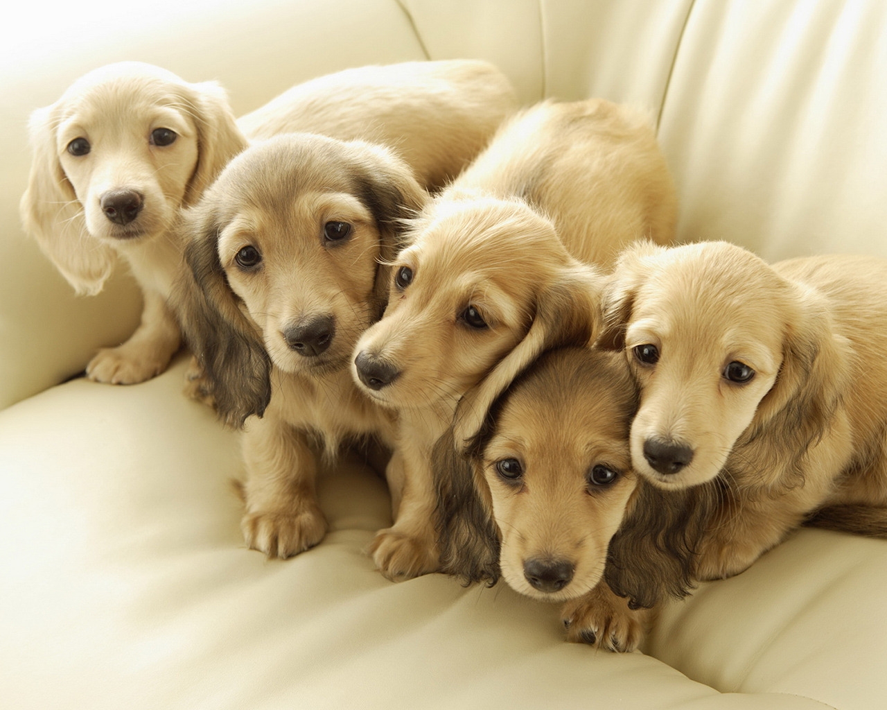 Five Cute Puppies for 1280 x 1024 resolution