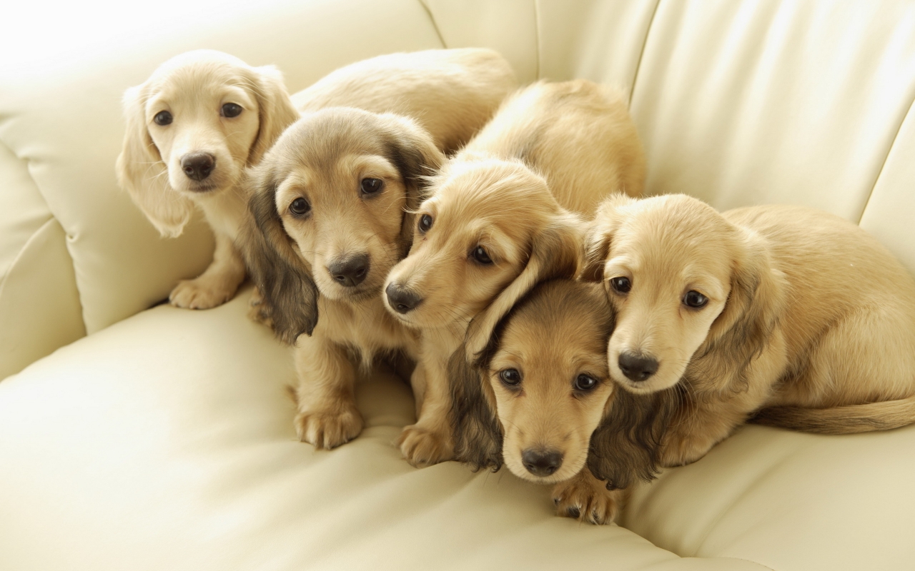 Five Cute Puppies for 1280 x 800 widescreen resolution