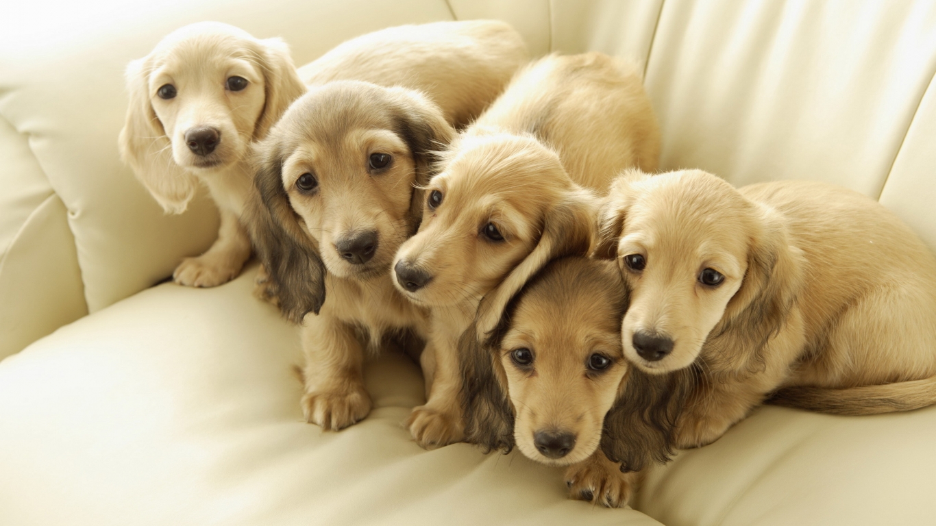 Five Cute Puppies for 1366 x 768 HDTV resolution