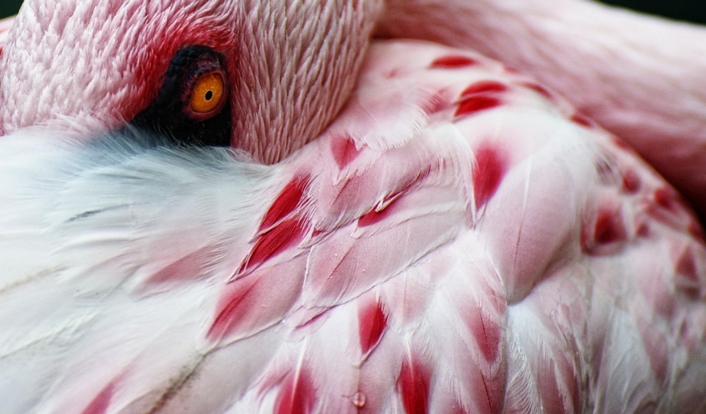 Flamingo for 1024 x 600 widescreen resolution