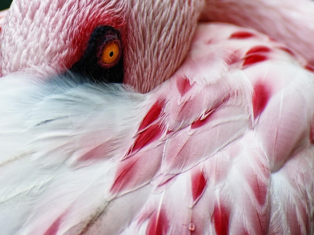 Flamingo for 1024 x 768 resolution