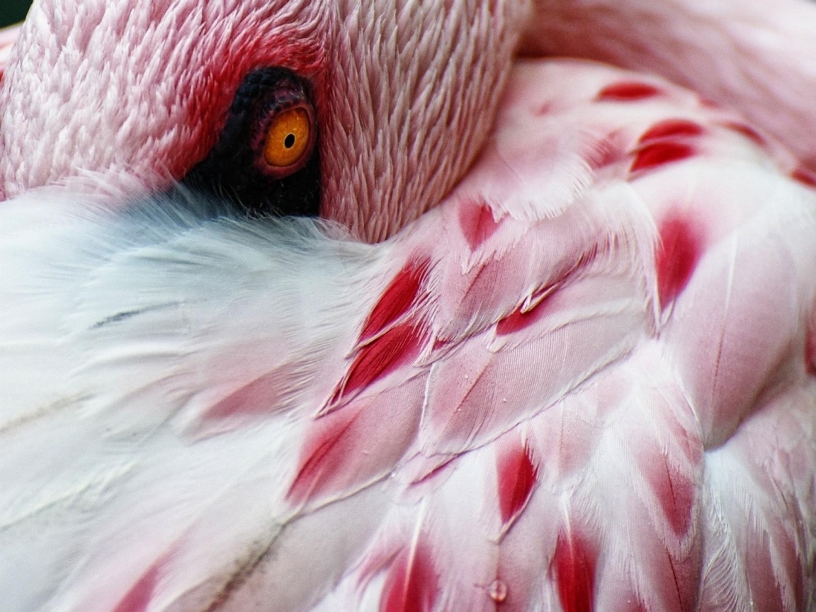 Flamingo for 1152 x 864 resolution
