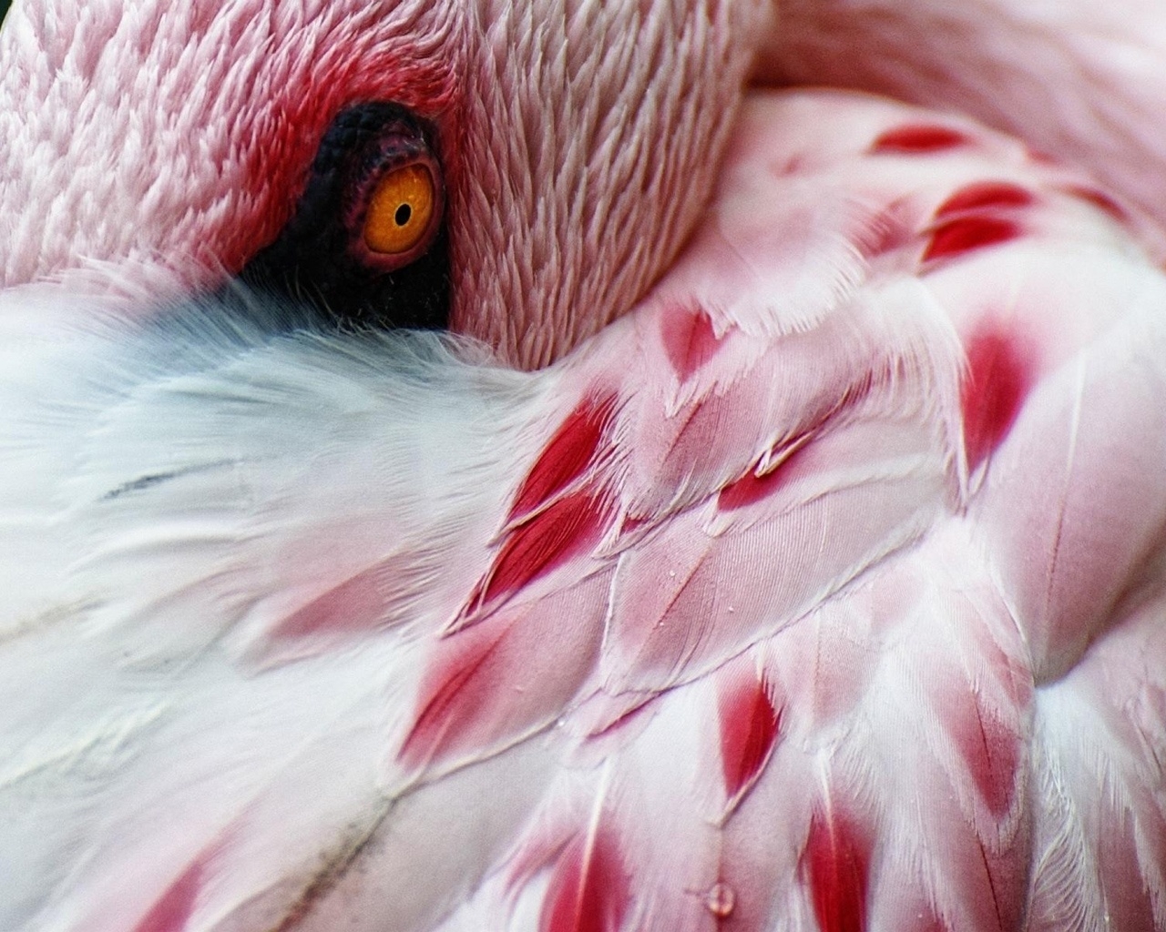 Flamingo for 1280 x 1024 resolution