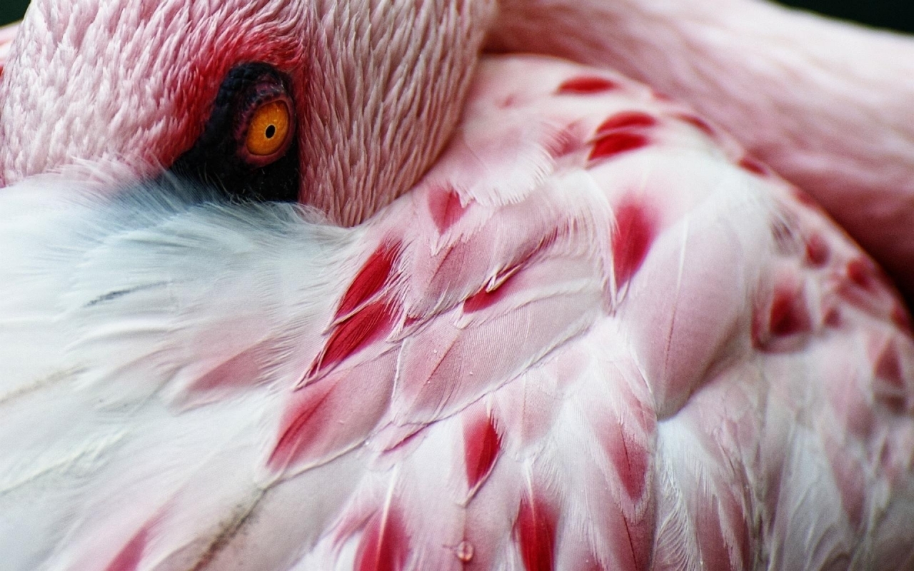 Flamingo for 1280 x 800 widescreen resolution