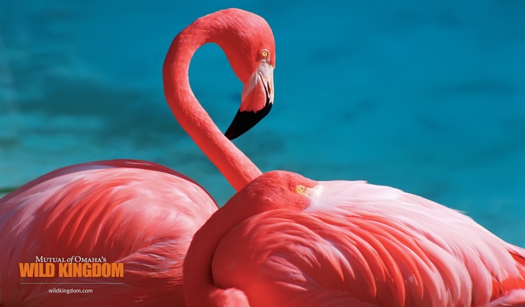 Flamingos for 1024 x 600 widescreen resolution