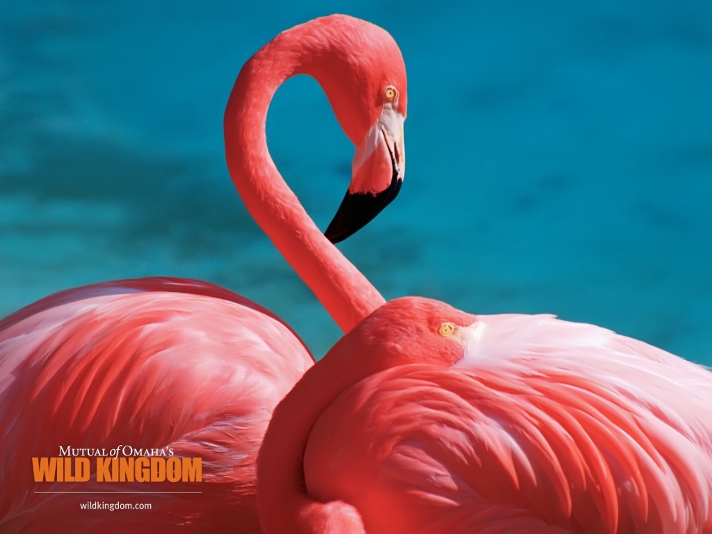 Flamingos for 1024 x 768 resolution