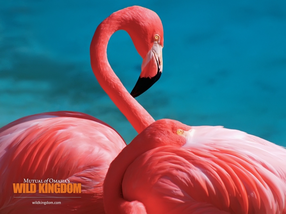 Flamingos for 1152 x 864 resolution