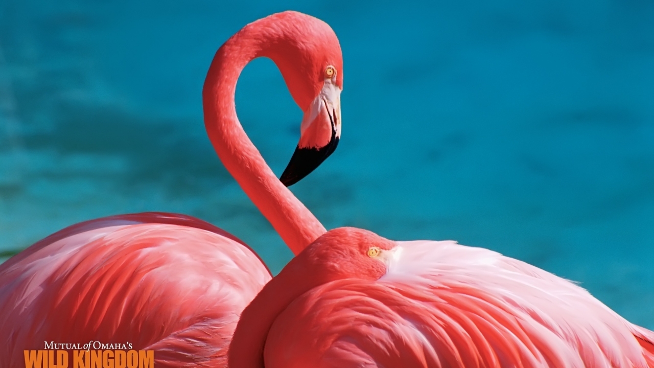 Flamingos for 1280 x 720 HDTV 720p resolution