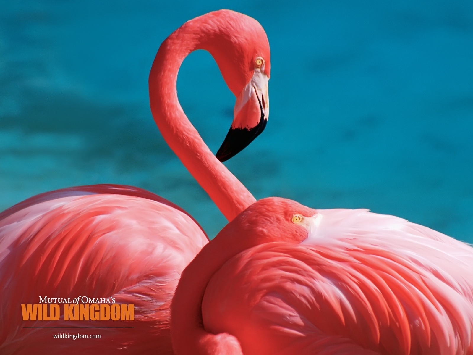 Flamingos for 1600 x 1200 resolution