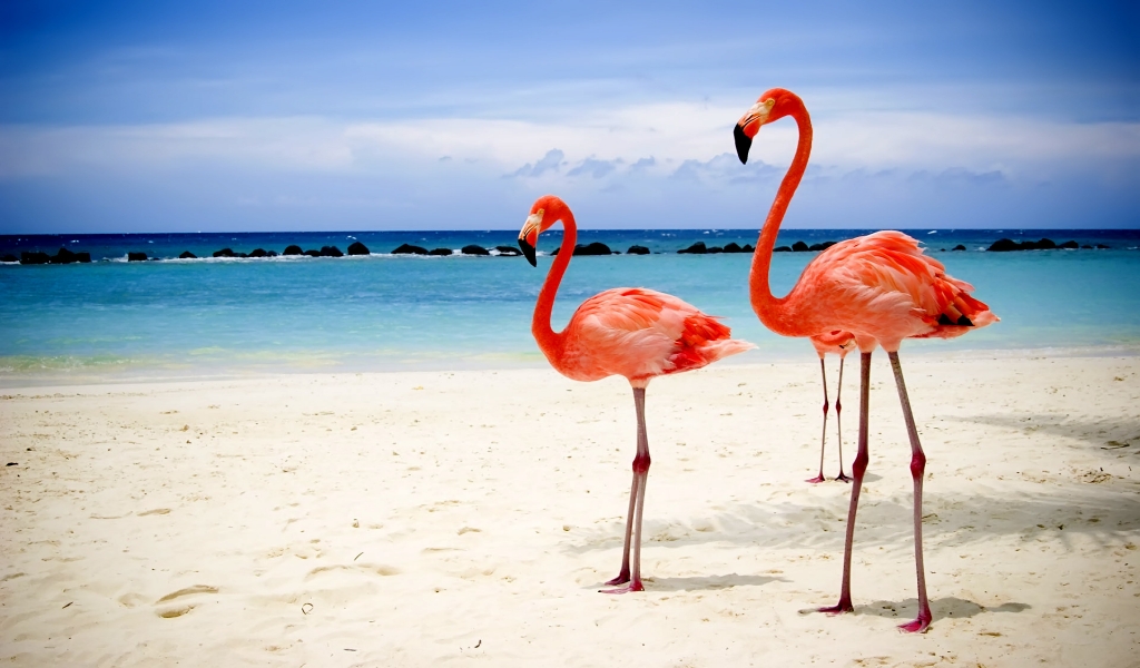 Flamingos on Beach for 1024 x 600 widescreen resolution