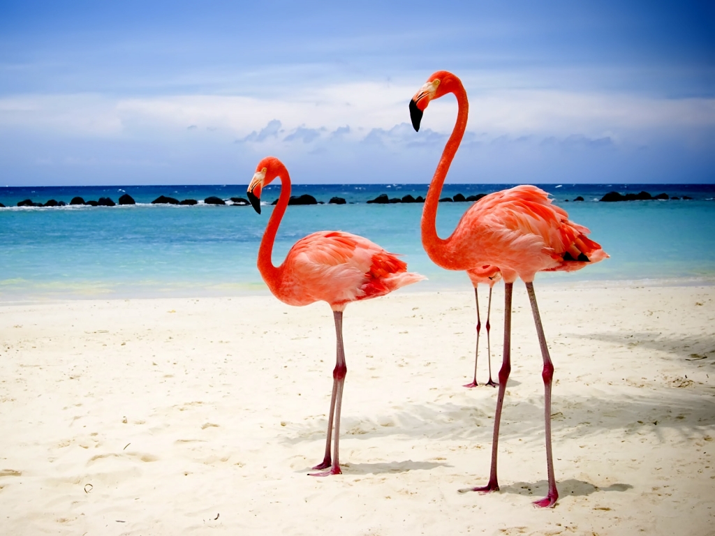 Flamingos on Beach for 1024 x 768 resolution