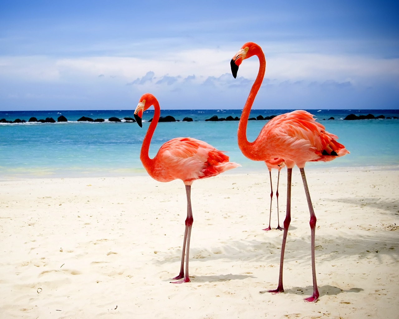 Flamingos on Beach for 1280 x 1024 resolution