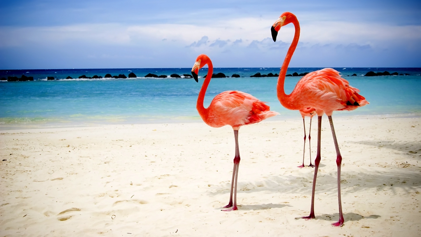 Flamingos on Beach for 1366 x 768 HDTV resolution