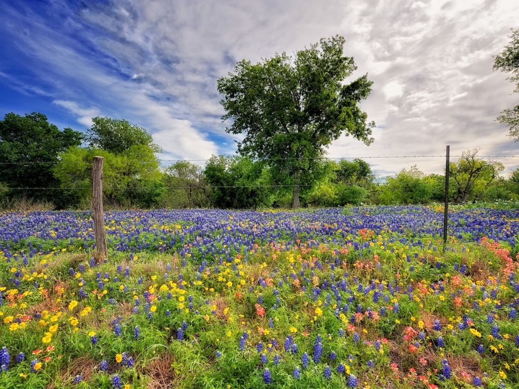 Flower Field for 1024 x 768 resolution