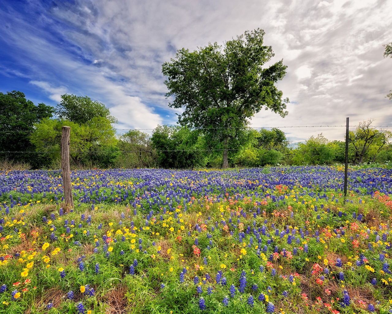 Flower Field for 1280 x 1024 resolution