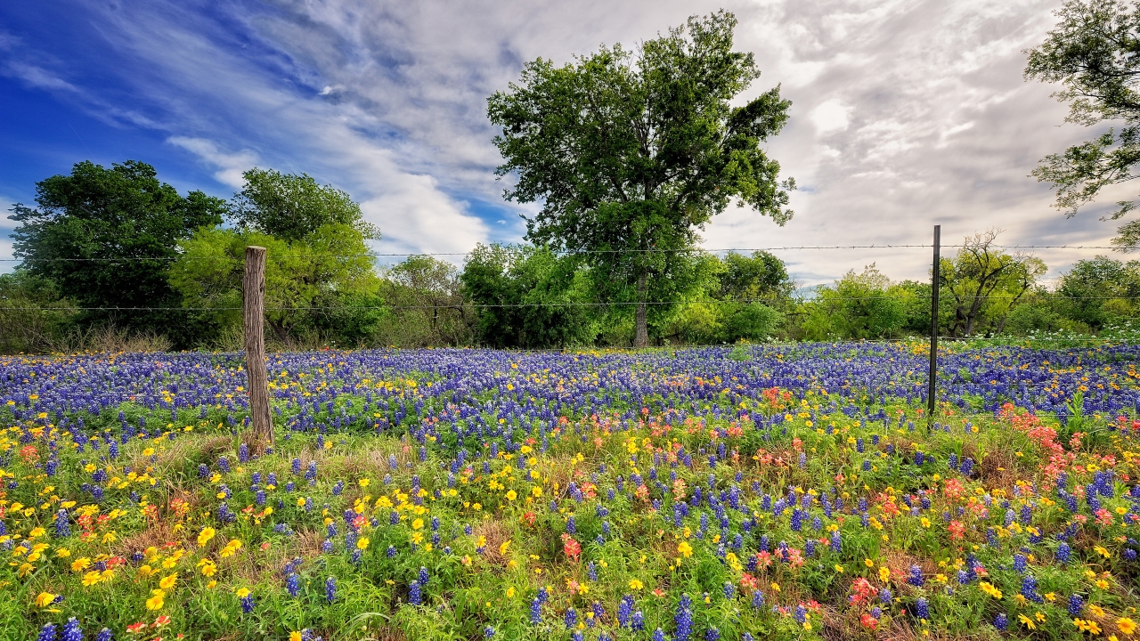 Flower Field for 1280 x 720 HDTV 720p resolution