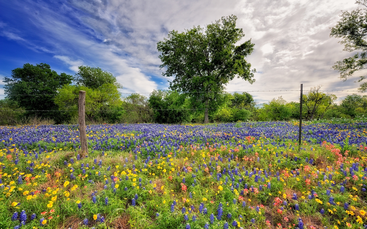 Flower Field for 1280 x 800 widescreen resolution