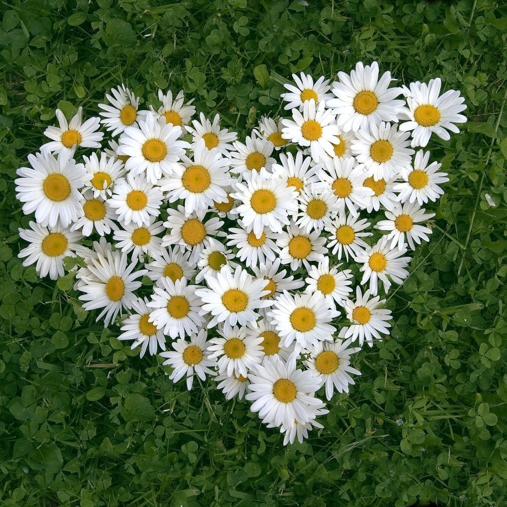 Flower Heart for 1024 x 1024 iPad resolution