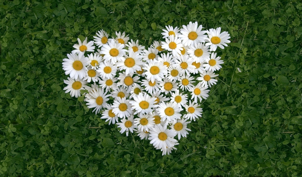 Flower Heart for 1024 x 600 widescreen resolution