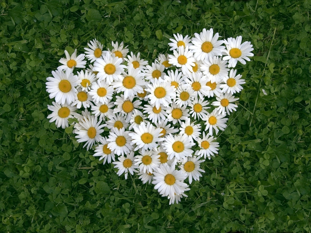 Flower Heart for 1024 x 768 resolution