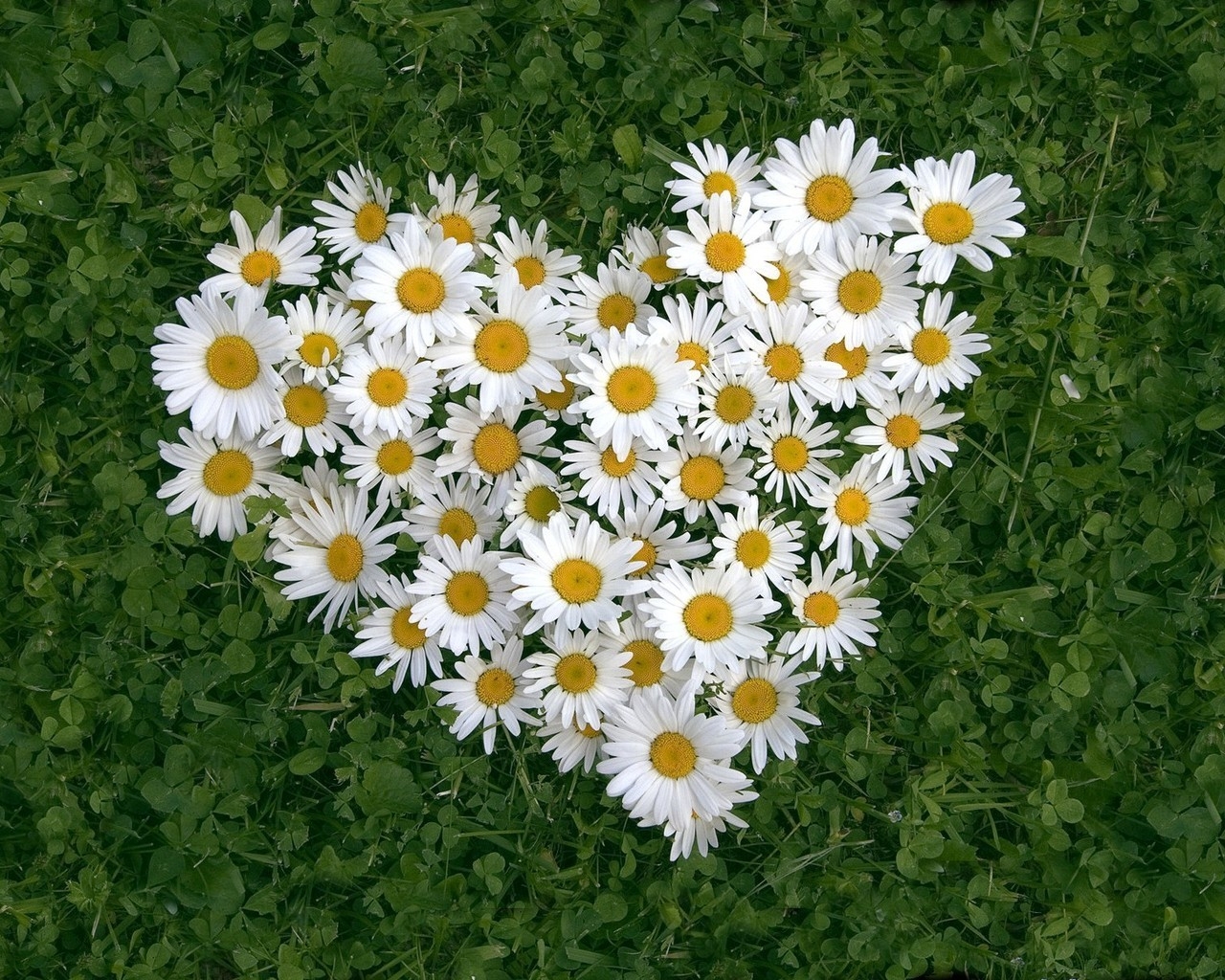 Flower Heart for 1280 x 1024 resolution