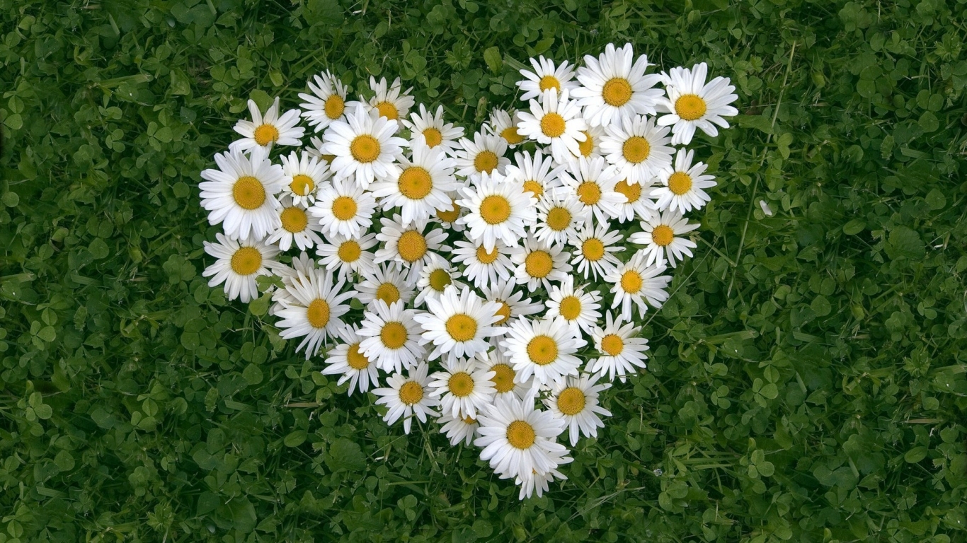 Flower Heart for 1366 x 768 HDTV resolution