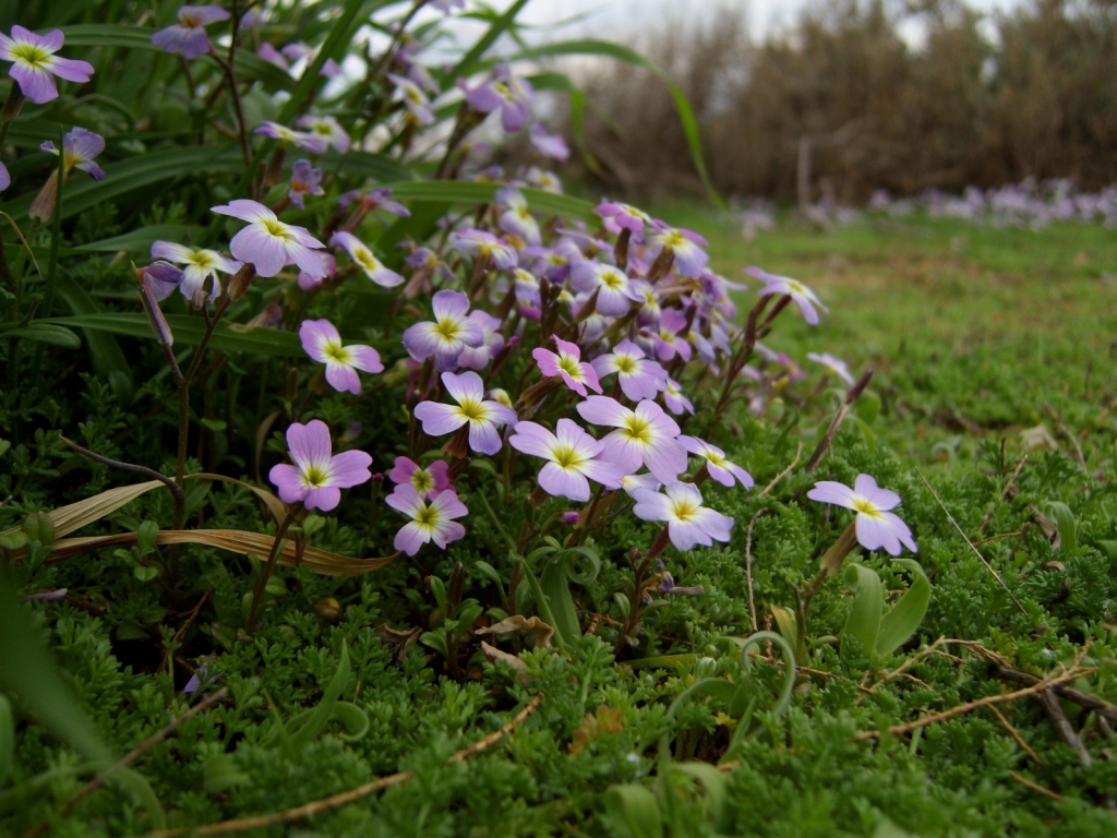 Flowers after Winter for 1024 x 768 resolution