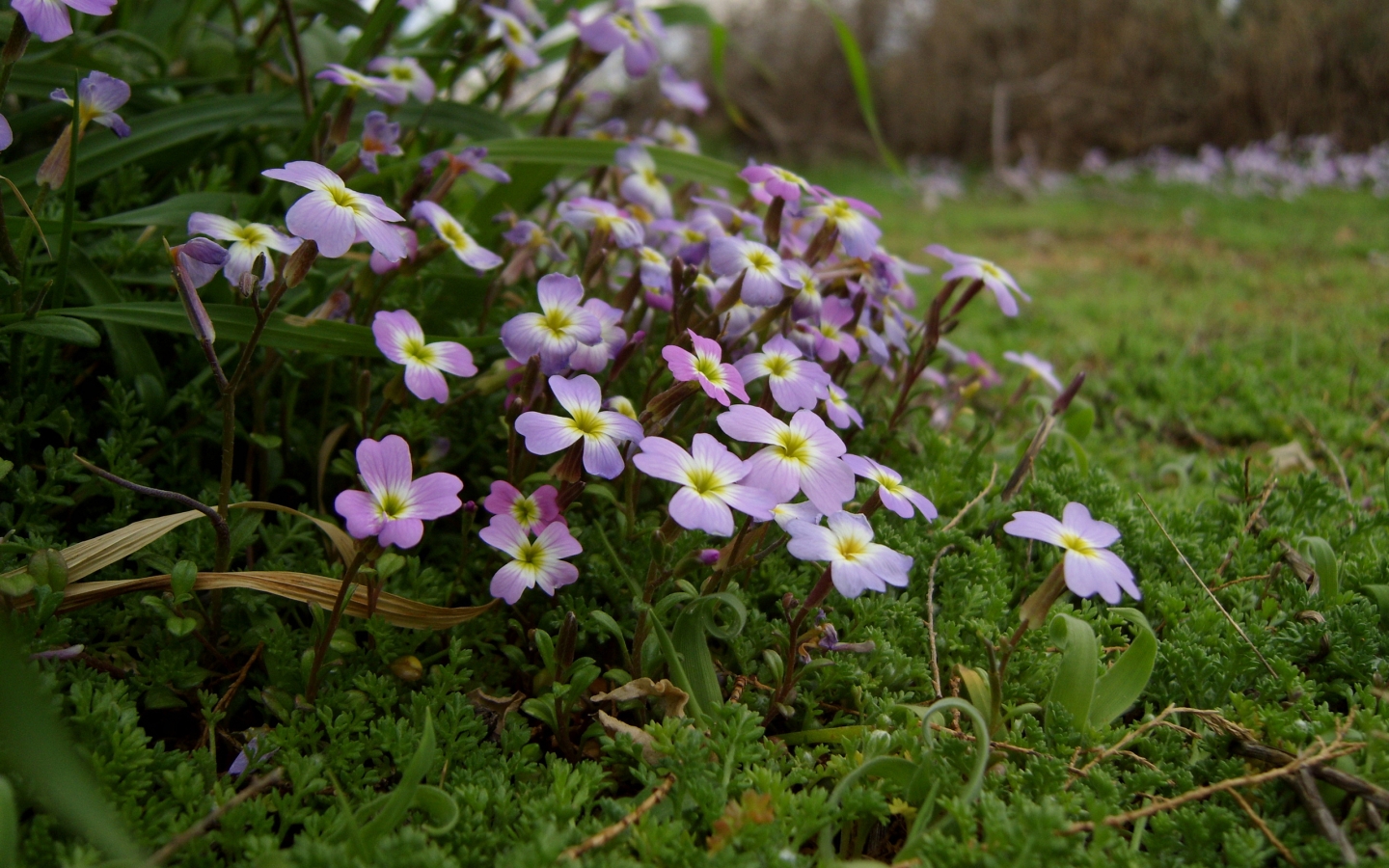 Flowers after Winter for 1440 x 900 widescreen resolution