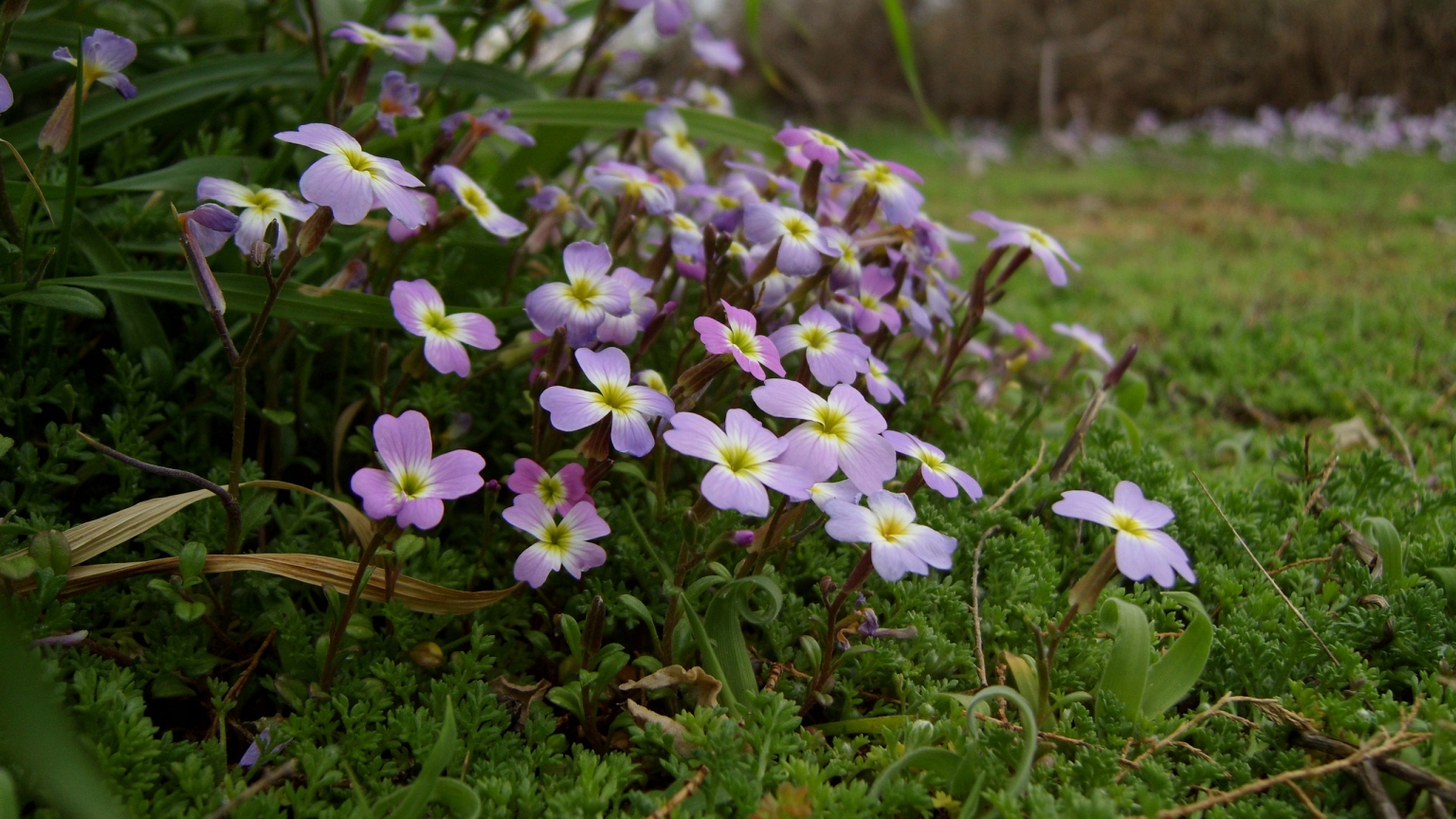 Flowers after Winter for 1536 x 864 HDTV resolution