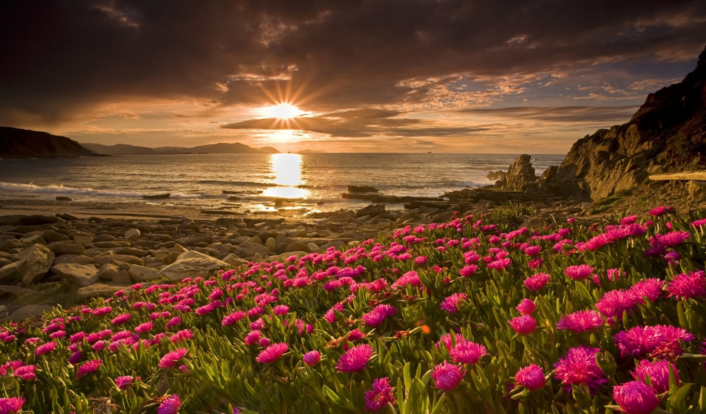 Flowers and Sunset for 1024 x 600 widescreen resolution