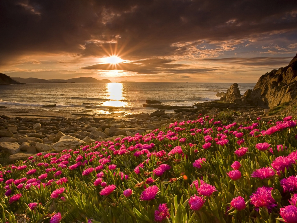 Flowers and Sunset for 1024 x 768 resolution