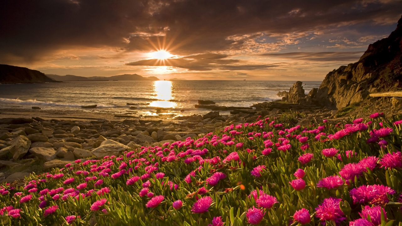 Flowers and Sunset for 1280 x 720 HDTV 720p resolution