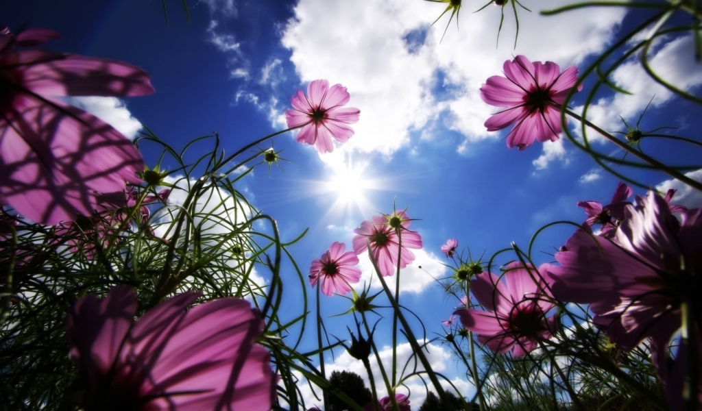 Flowers under the sun for 1024 x 600 widescreen resolution