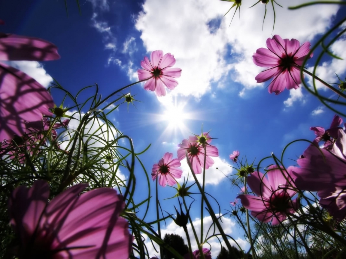 Flowers under the sun for 1152 x 864 resolution