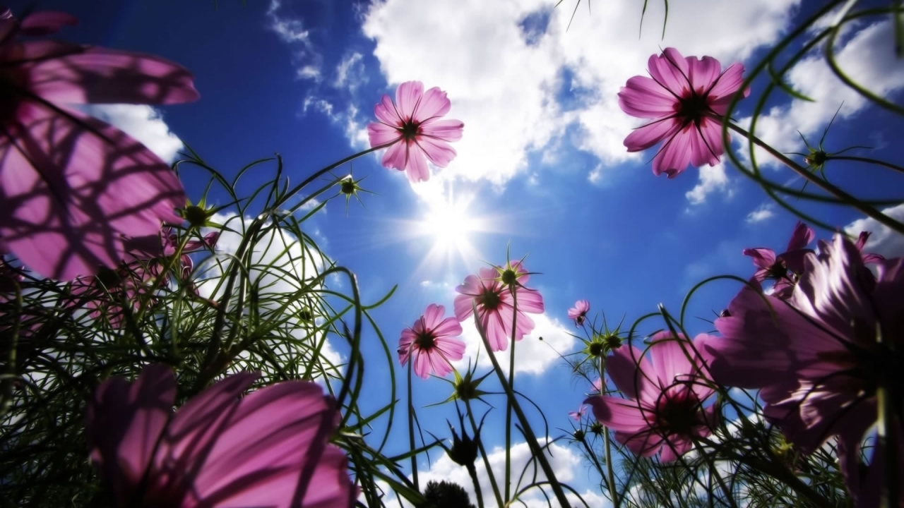 Flowers under the sun for 1280 x 720 HDTV 720p resolution