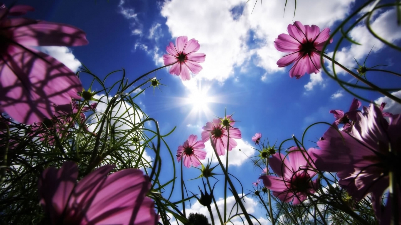 Flowers under the sun for 1366 x 768 HDTV resolution