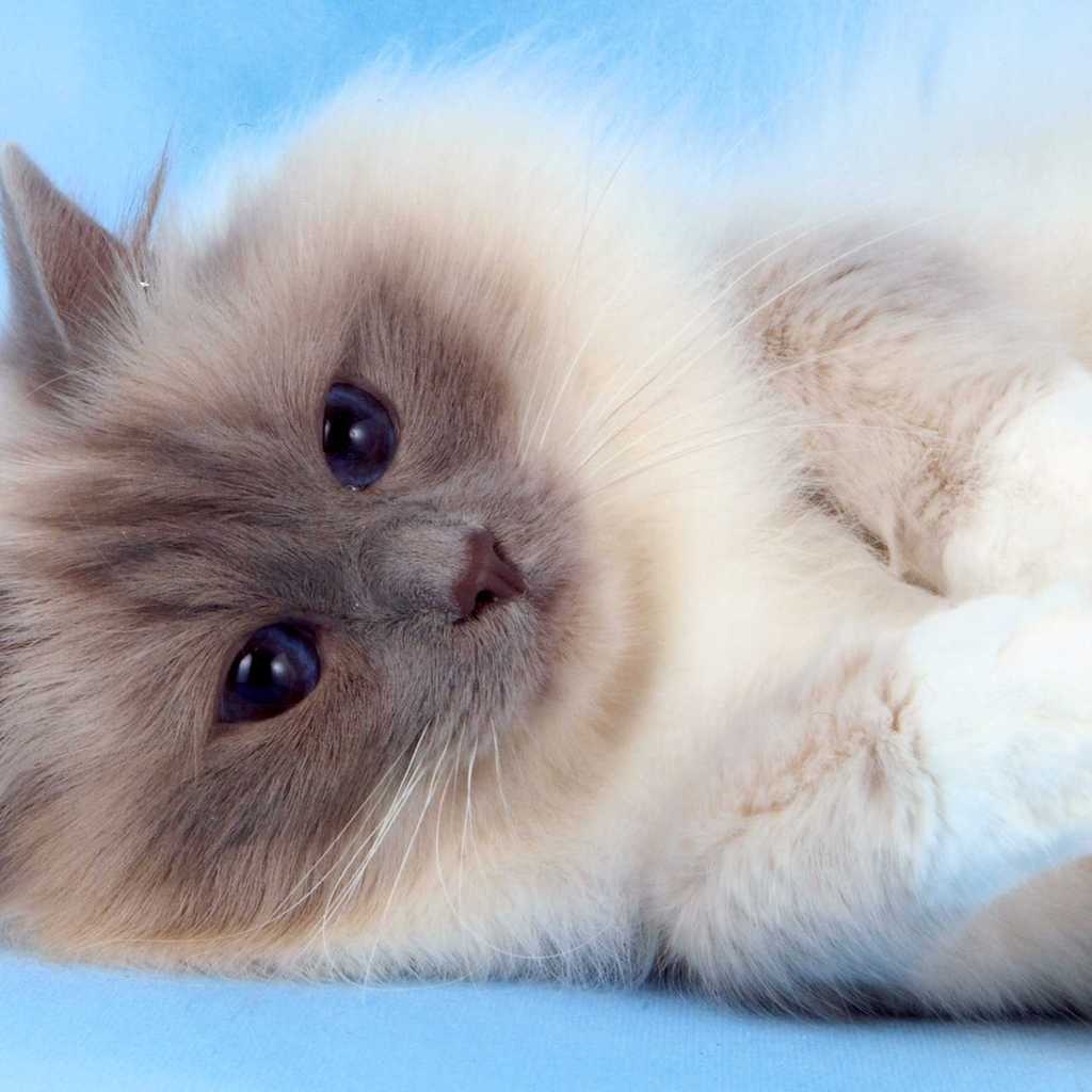 Fluffy Birman Cat for 1024 x 1024 iPad resolution