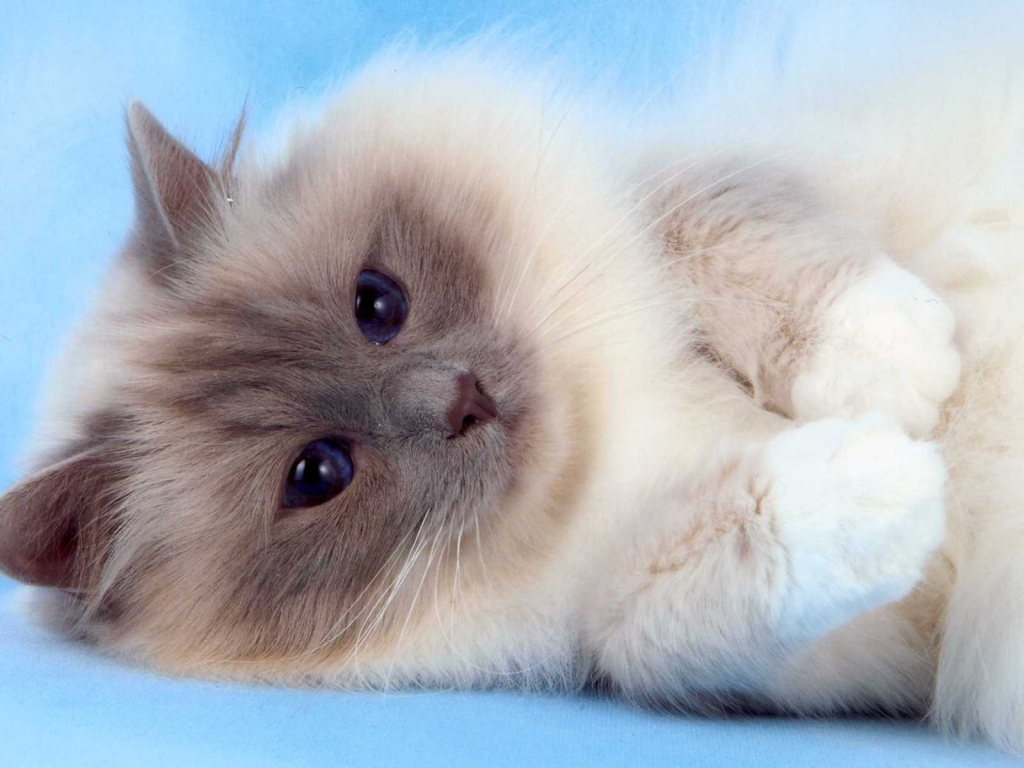 Fluffy Birman Cat for 1024 x 768 resolution